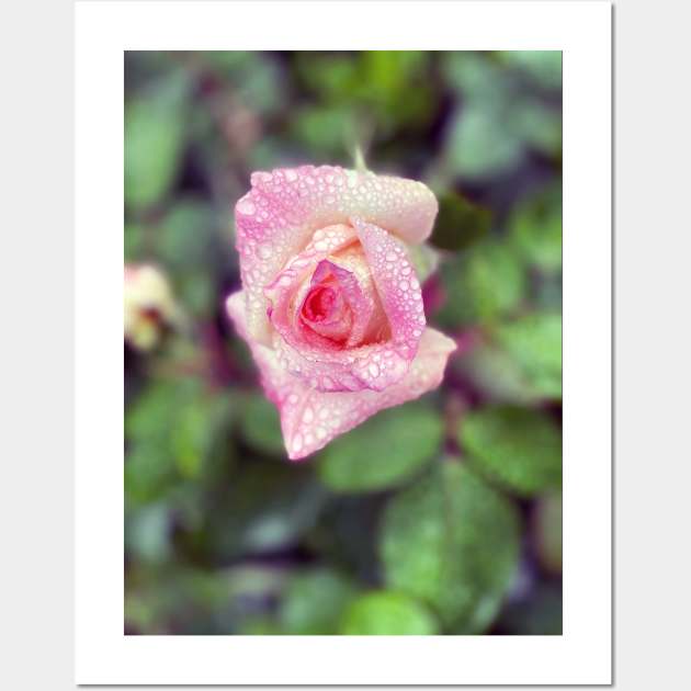 Pink Rose in Spring Rain Wall Art by Nicholas Lee